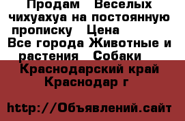 Продам.  Веселых чихуахуа на постоянную прописку › Цена ­ 8 000 - Все города Животные и растения » Собаки   . Краснодарский край,Краснодар г.